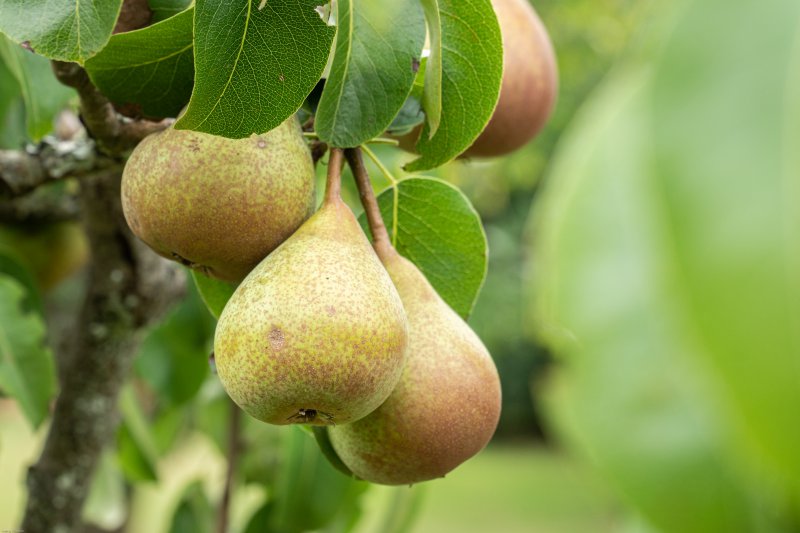 Birnenbaum pflanzen und pflegen - Unsere Tipps