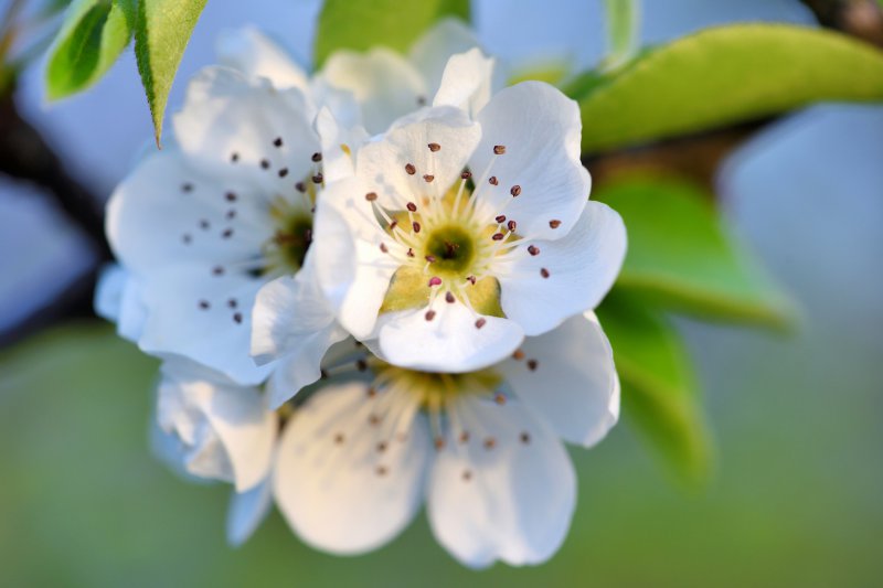 Blüten des Birnenbaums.