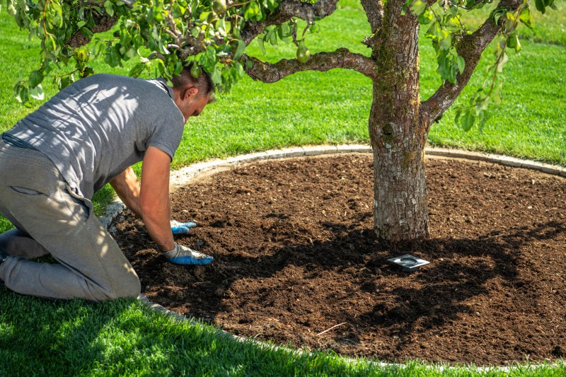 Gartenarbeit Birnenbaum