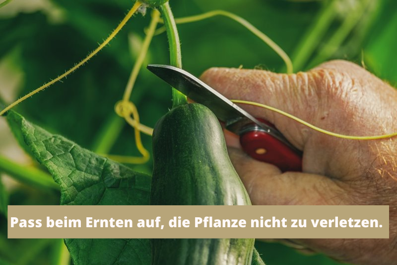 Gurke ernten