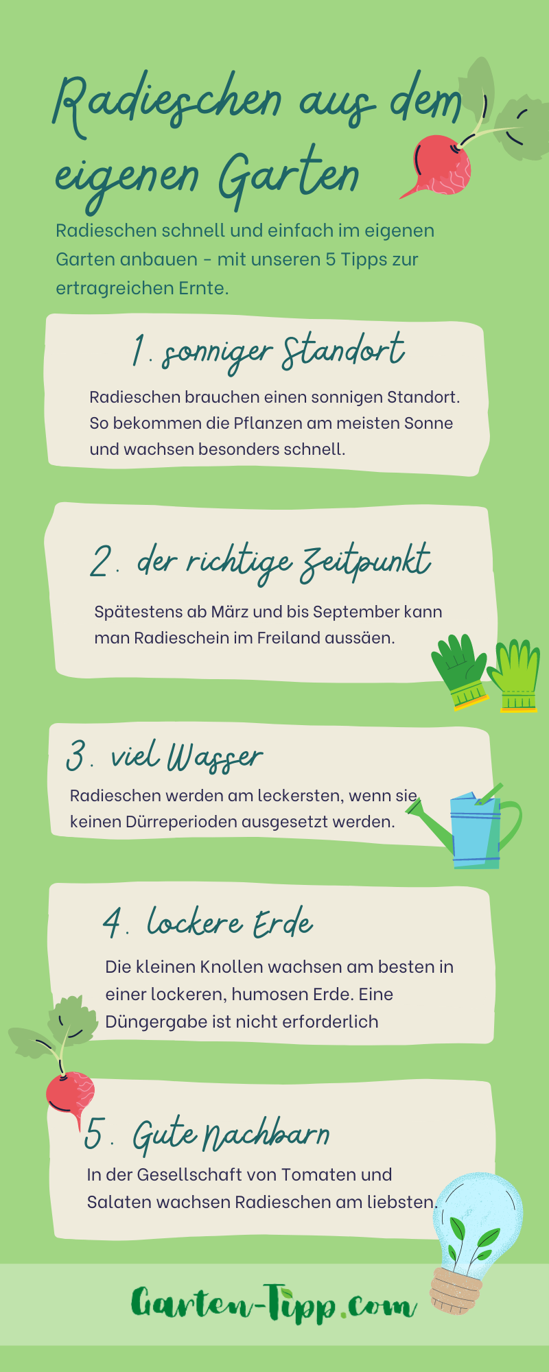 5 Tipps für den Anbau von Radieschen