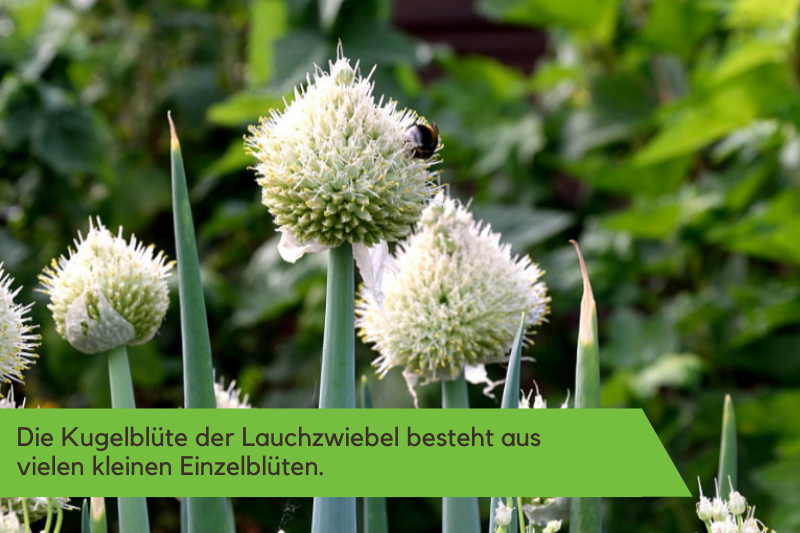 Blüte der Lauchzwiebel