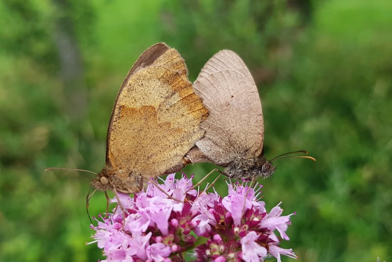 Schmetterling auf Majoranblüte