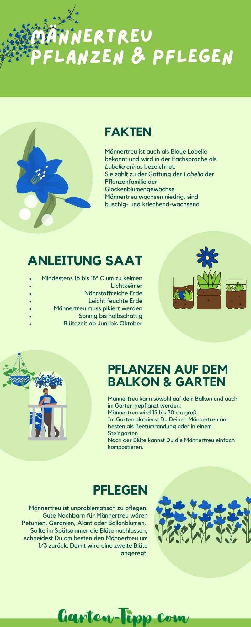 Männetreu pflanzen und pflegen