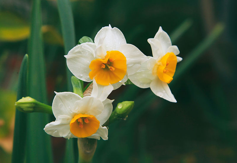 Blüten der Narzisse