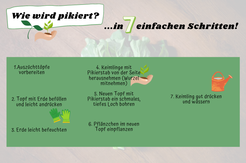 Wie wird pikiert? 