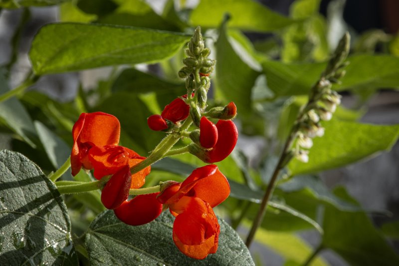 Rote Blüten einer Bohnenpflanze