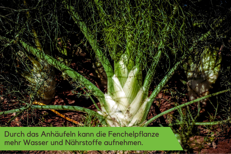 Krautwachstum und Knolle von Fenchel