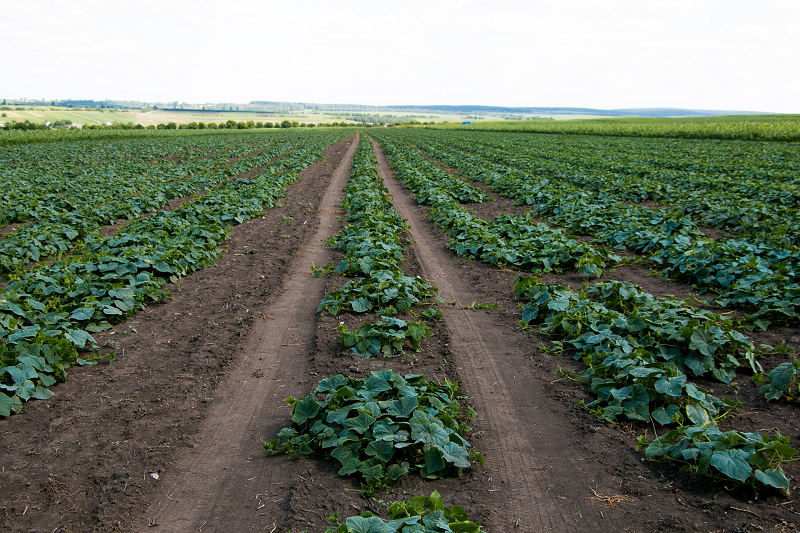 Ein Gemüsefeld auf einer Farm.