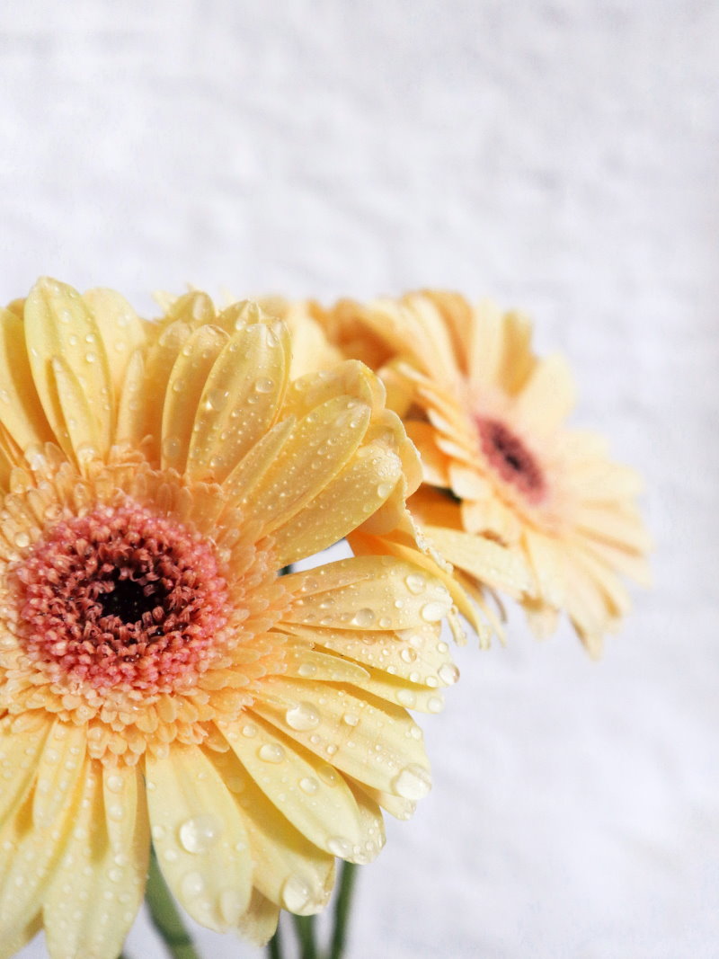 gerbera-gießen-blumen