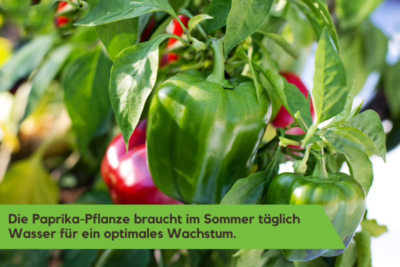 Anbau von grüner Paprika und roter Paprika