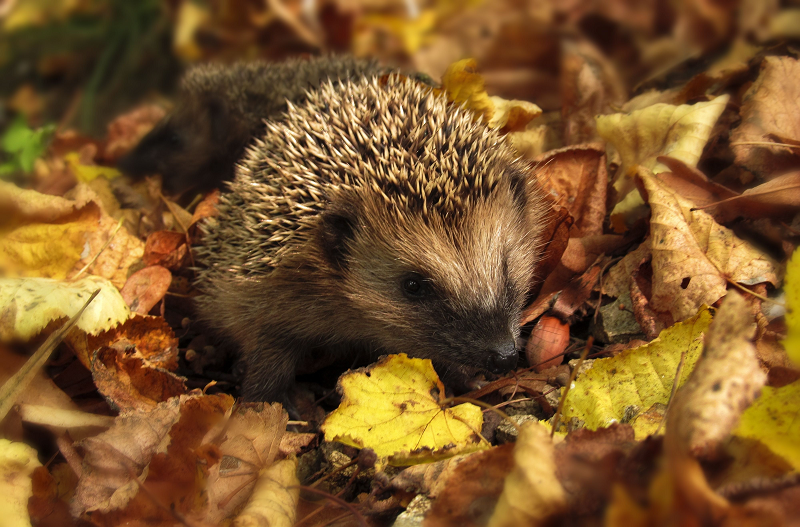 Ein Igel im Herbstlaub.