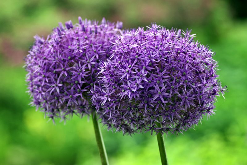 Auch wenn die Blüte des Knoblauchs sehr schön ist, empfiehlt es sich diese abzuschneiden. 