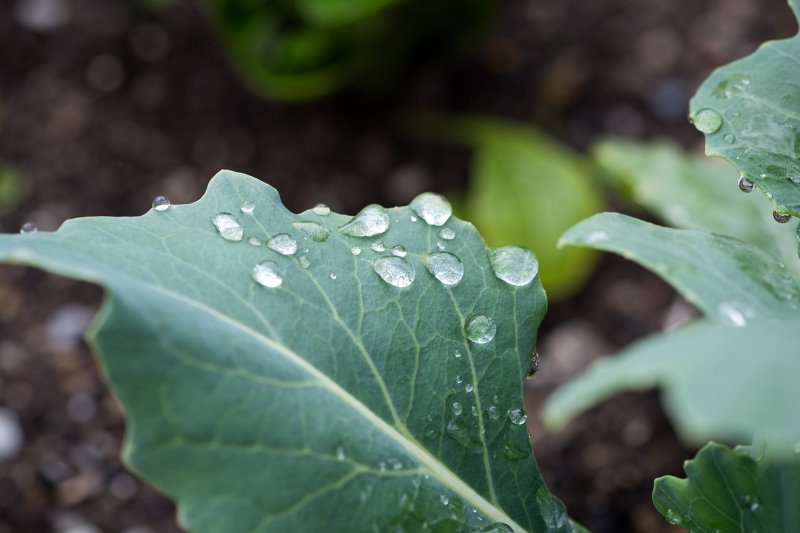 nasses Kohlrabi-Blatt