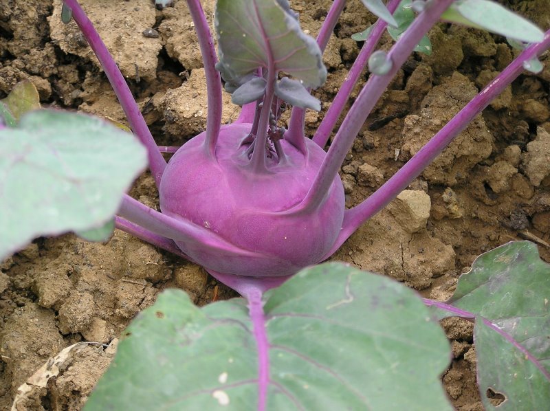 blauer Kohlrabi