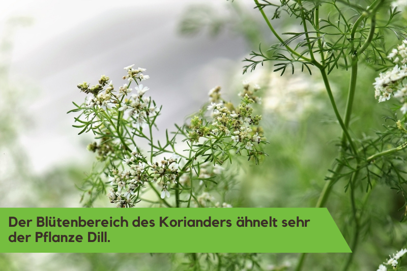 Korianderblüten