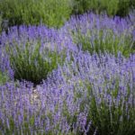 Lavendel