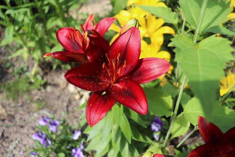 Eine rote Lilie in einem Beet