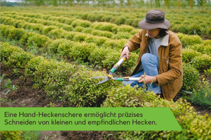 Hecke wird mit manueller Heckenschere geschnitten