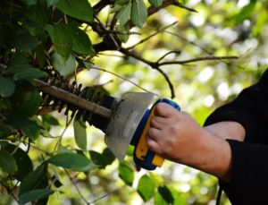 Eine Hecke wird mit einer Heckenschere in Form gebracht