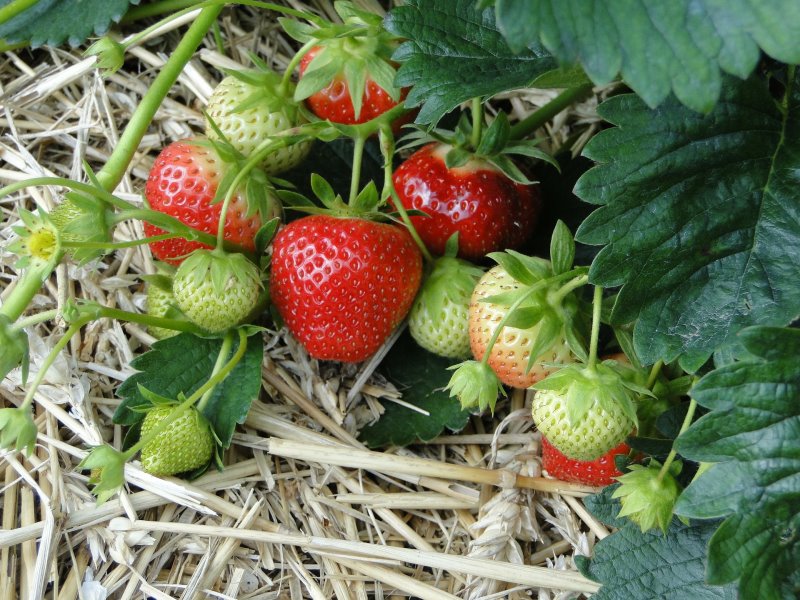 Hier siehst Du reife sowie unreife Erdbeeren, der Boden ist mit Mulch bedeckt.