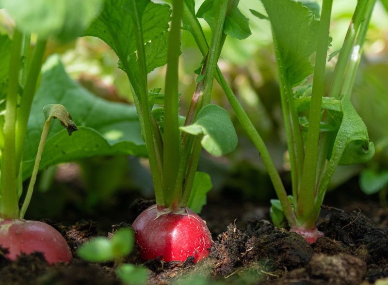 Knackige, frische Radieschen im eigenen Garten anpflanzen