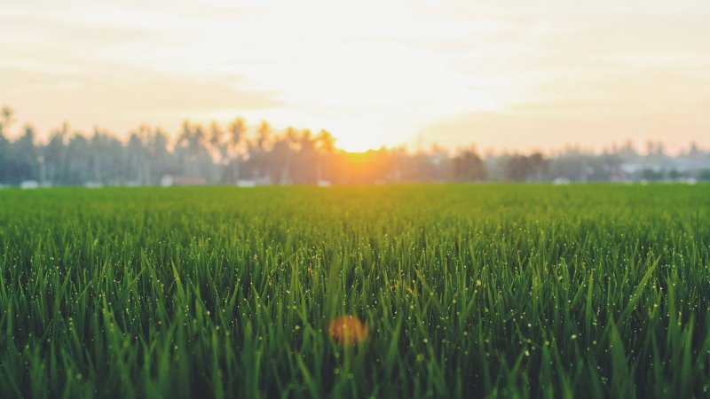 Grüner Rasen bei Sonnenaufgang