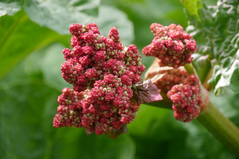 Rhabarber pflanzen pflegen ernten Blüte