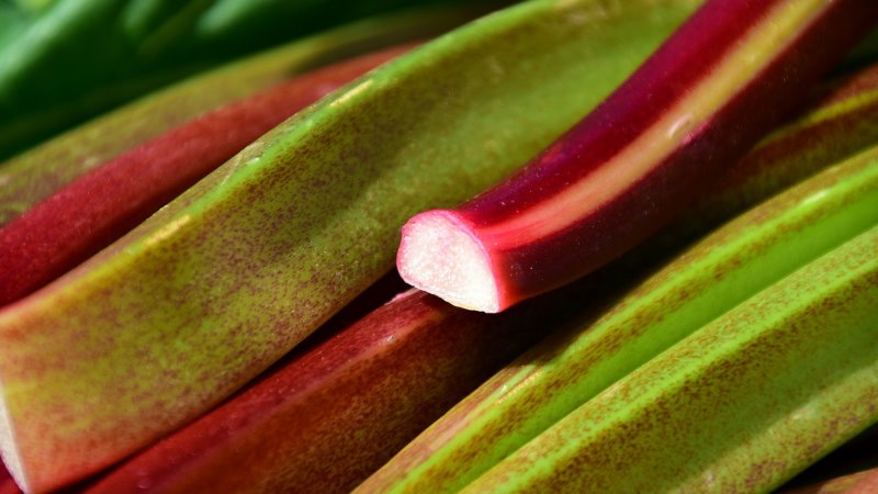 Rhabarber pflanzen pflegen ernten stängel