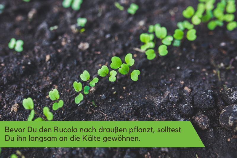 Rucola im Beet.