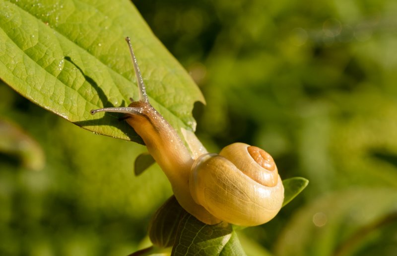 Eine Schnecke frisst ein Blatt