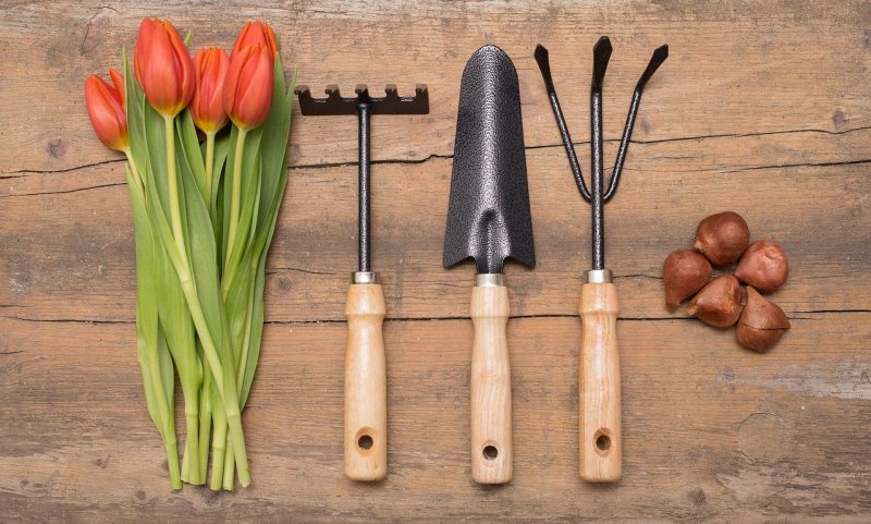 Tulpen, Gartenwerkzeug und Blumenzwiebeln auf einem Tisch