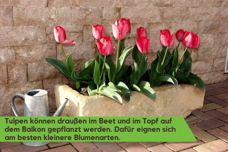 Tulpen in einem Blumentopf aus Stein