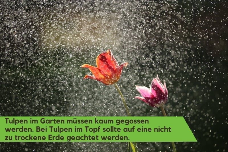 Tulpen werden mit Wasser gegossen