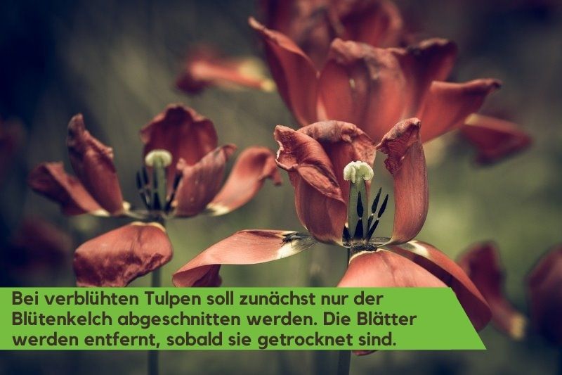 Verblühte Tulpen mit hängenden Blüten