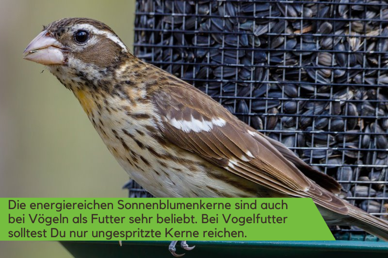 Sonnenblumenkerne als Vogelfutter