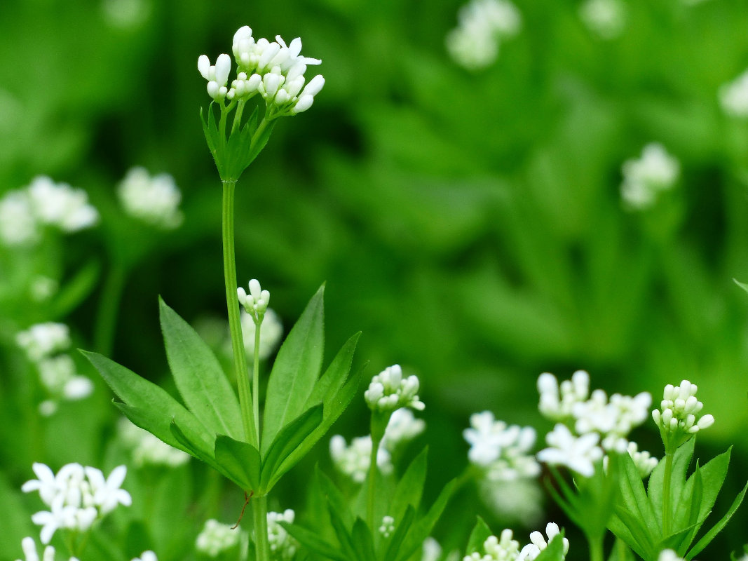 Waldmeister Blüten