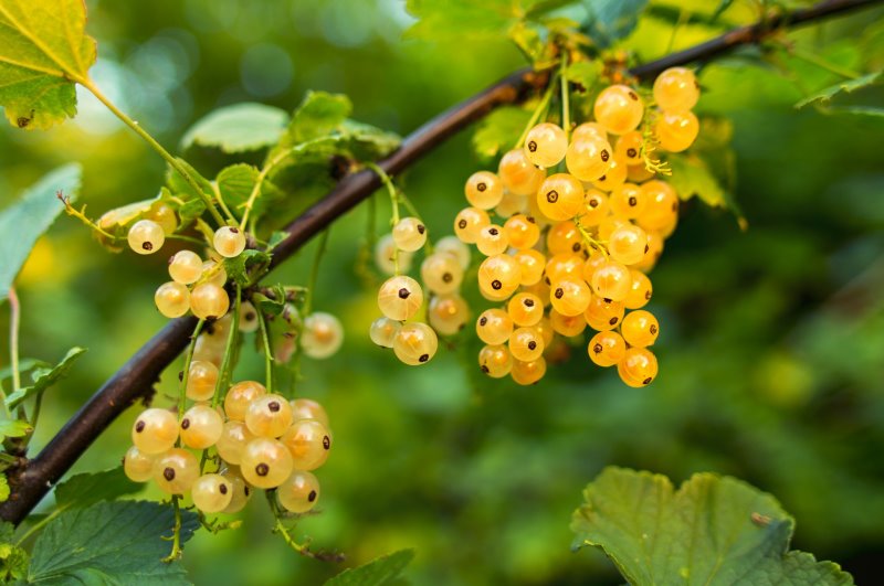 Weiße Johannisbeeren