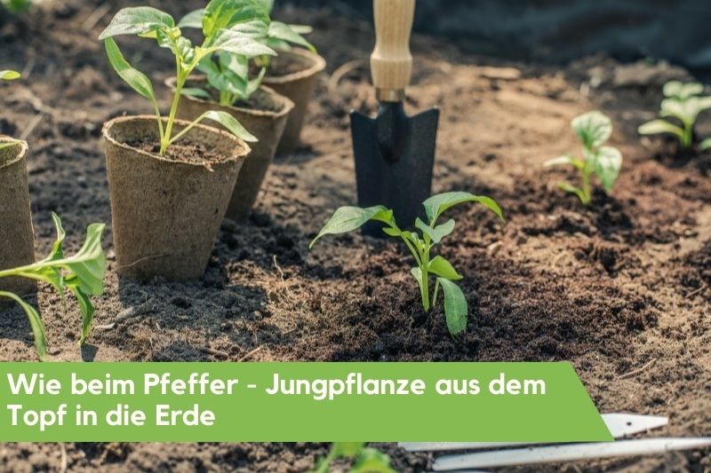 Das freisetzen von Jungpflanzen