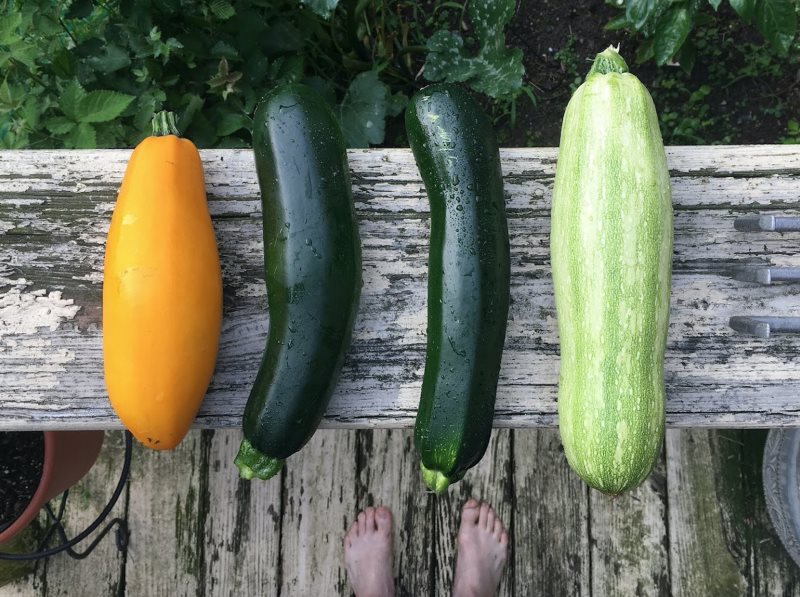 Verschiedene Sorten Zucchini