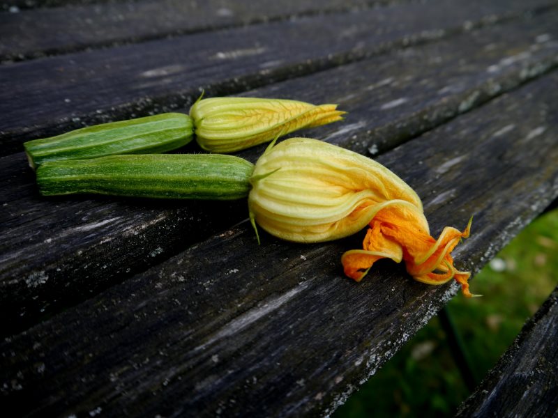 Zucchiniblüten