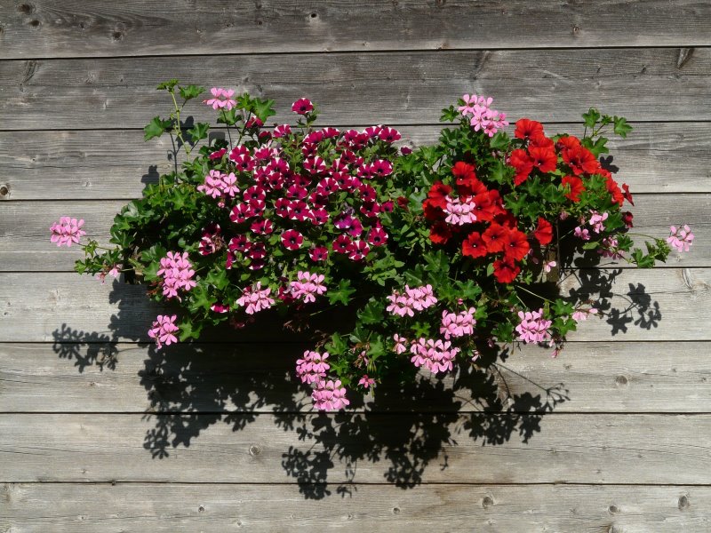 Verschiedene Pelargonien mit verschiedenen Blütenfarben in einem Blumenkasten.