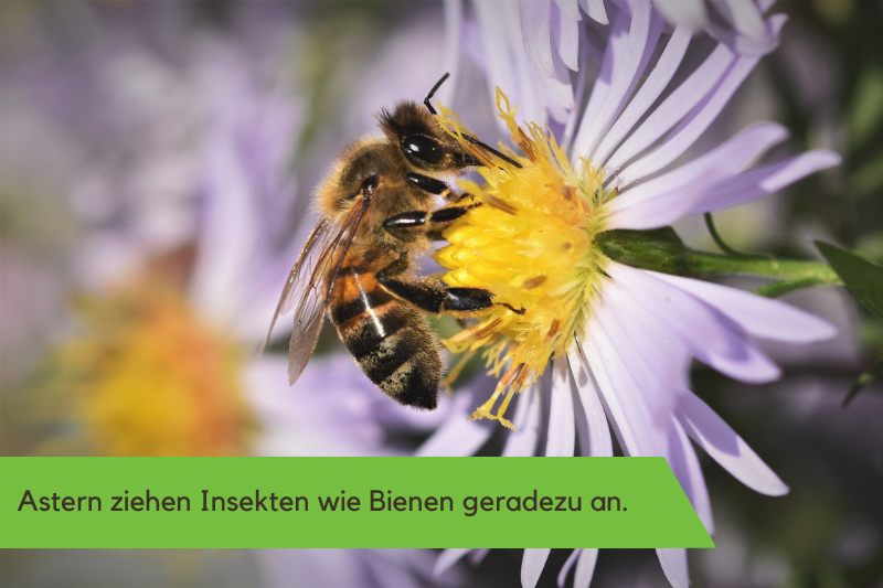 eine Biene bestäubt eine hellviolette Aster