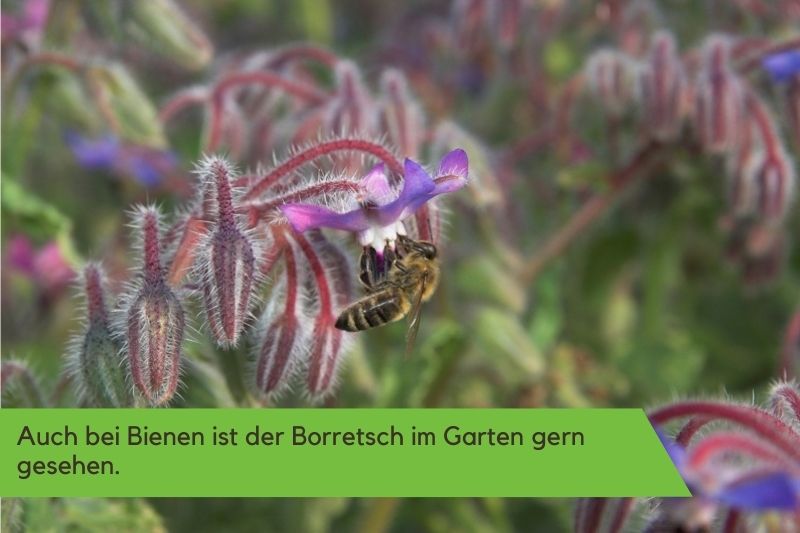 Borretsch als Bienenblume