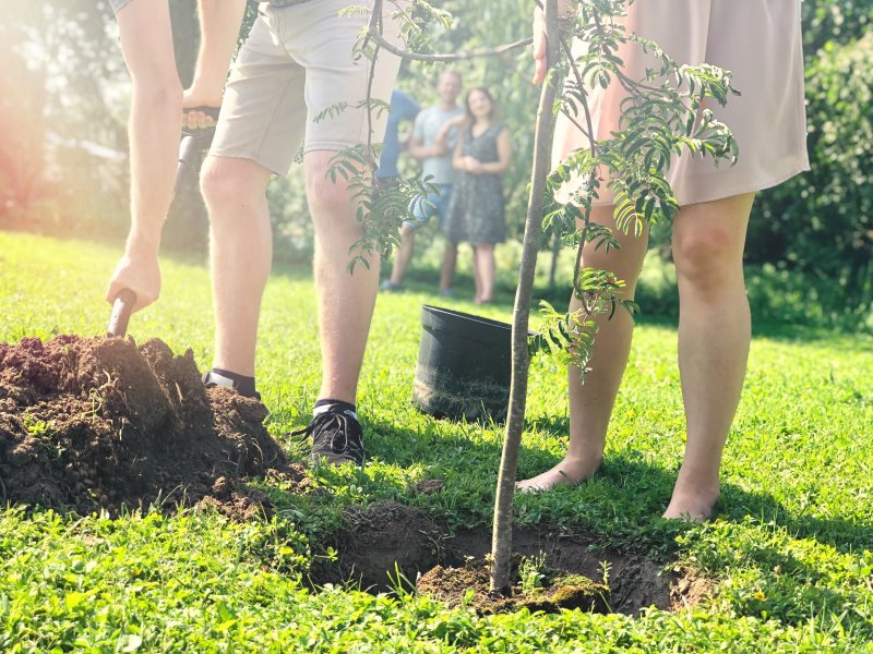 Einpflanzen von Baum mit zwei Personen