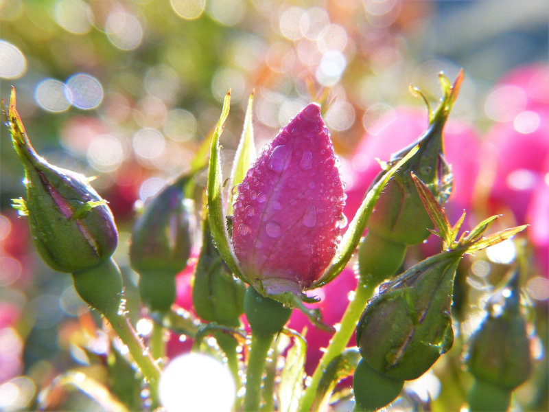 Rosen blühen nach Düngung