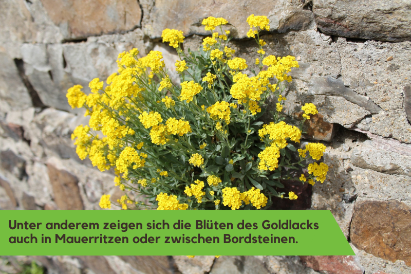 Goldlack wird auch Mauerblümchen genannt