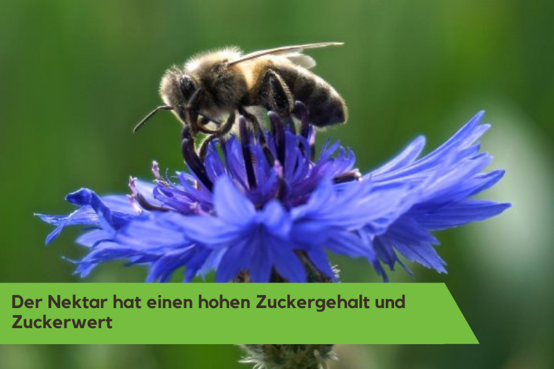 Kornblume wird von einer Biene genutzt