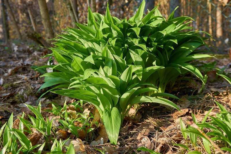 Bärlauchpflanze im Garten