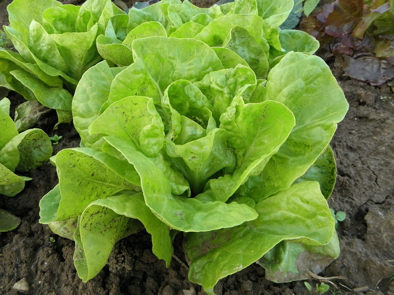 Gartensalat